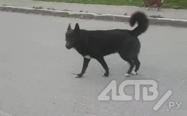 Агрессивная собака напала на трёх человек в Дальнем: жертвы написали коллективное заявление