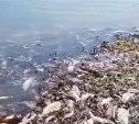 "Следим за ситуацией": сообщения о тоннах погибшей рыбы на Сахалине дошли до главы Росприроднадзора