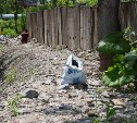 Более 60 горожан вышли на уборку берегов реки Уюновки в Южно-Сахалинске