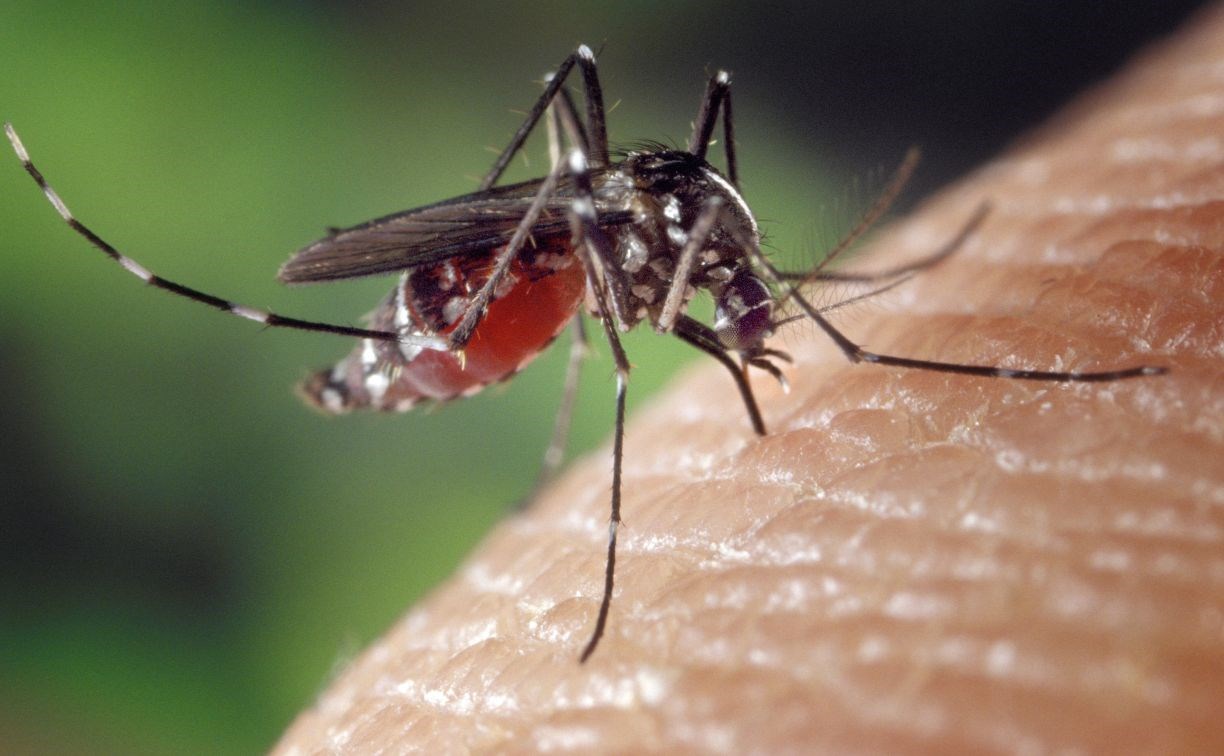 Комары угрожают жителям России лихорадкой Западного Нила