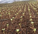Около 2000 га картофелем и 600 га овощами открытого грунта планируют засеять сахалинские аграрии