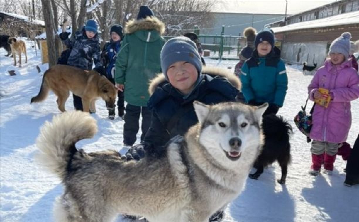 Сахалинские школьники организовали массовую акцию помощи бездомным животным