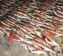 На Тунайче задержали рыбаков с 230 выловленными рыбинами