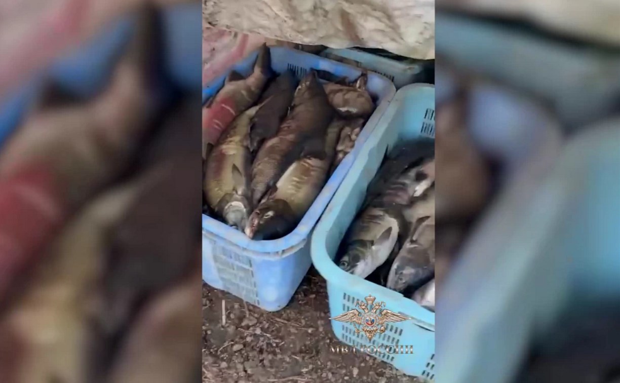 Незаконный улов на миллион: на Сахалине задержали организованную группу браконьеров