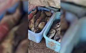 Происшествия