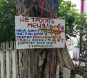 Южносахалинцы решили взять шефство над деревом, которое пережило "жуткую историю"
