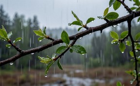 Общество