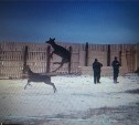 "Для пантов" - сотню пятнистых оленей из Приморья выпустили в загон в пригороде Южно-Сахалинска