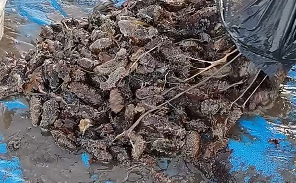 На Сахалине четверых будут судить за добычу трепанга в лагуне Буссе на 9 млн рублей