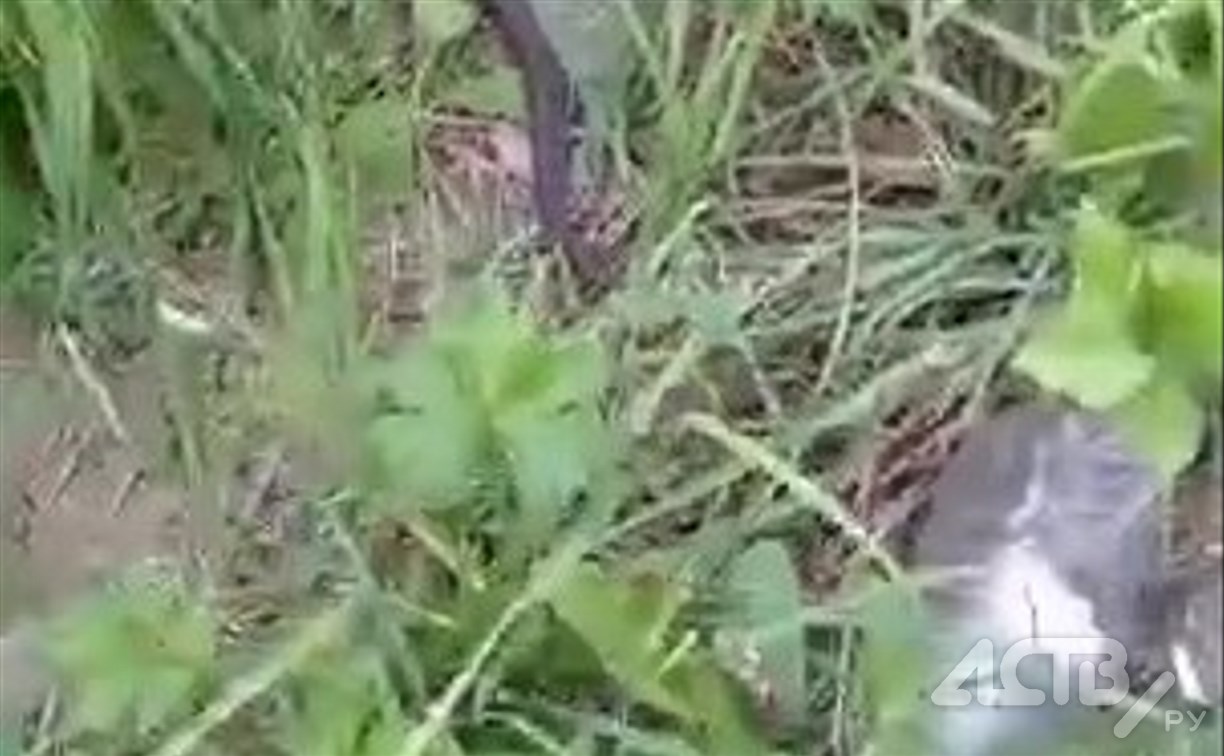 Сахалинка рассказала, как дети нашли змею в центре города