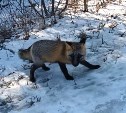 В Смирныховском районе заметили дикую, но ручную лисицу