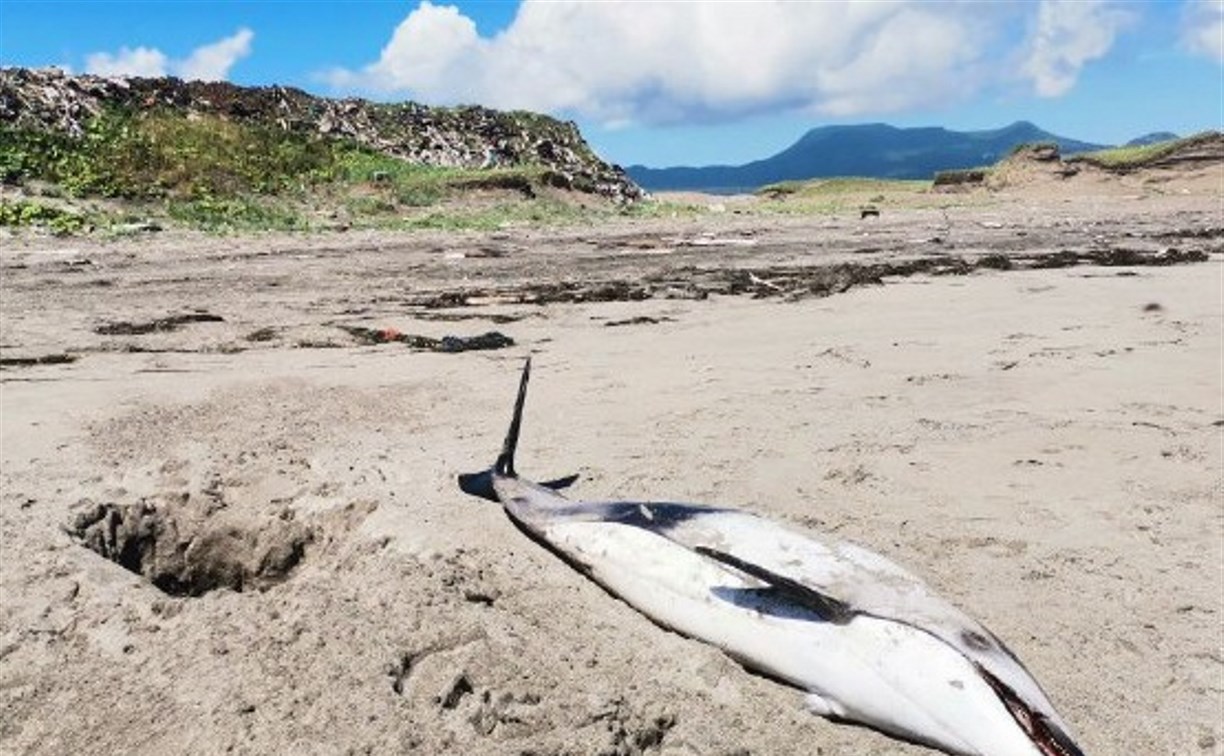 Тушу белобокого дельфина выбросило на берег Кунашира
