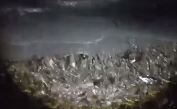 Сахалинцы сообщают о выбросе мойвы на морское побережье