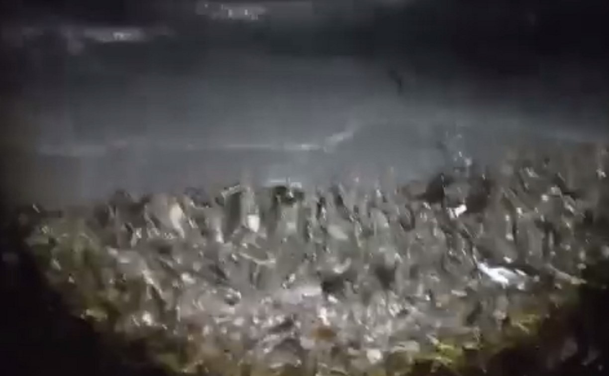 Сахалинцы сообщают о выбросе мойвы на морское побережье