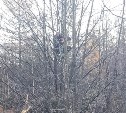 Странные звуки загнали сахалинца на дерево