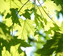 В Южно-Сахалинске в честь юбилея Победы высадят 80 клёнов