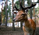 На Сахалине может появиться агропарк с оленями 