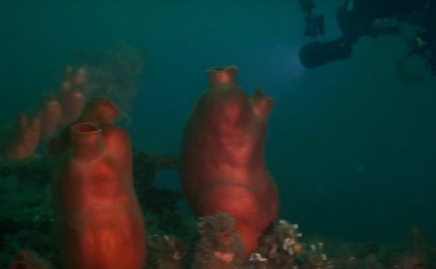 "То, что мы увидели на дне, описать тяжело": дайверы изучили затонувший сухогруз на Сахалине 