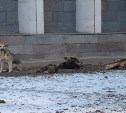 В Южно-Сахалинске следователи организовали проверку информации о стае агрессивных собак 