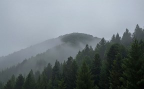 Общество