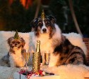 Все любят праздники, кроме собак: как помочь животному пережить новогоднюю ночь