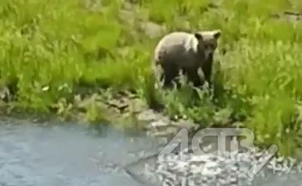 "Больной, что ли?": медведя необычного окраса заметили на Сахалине