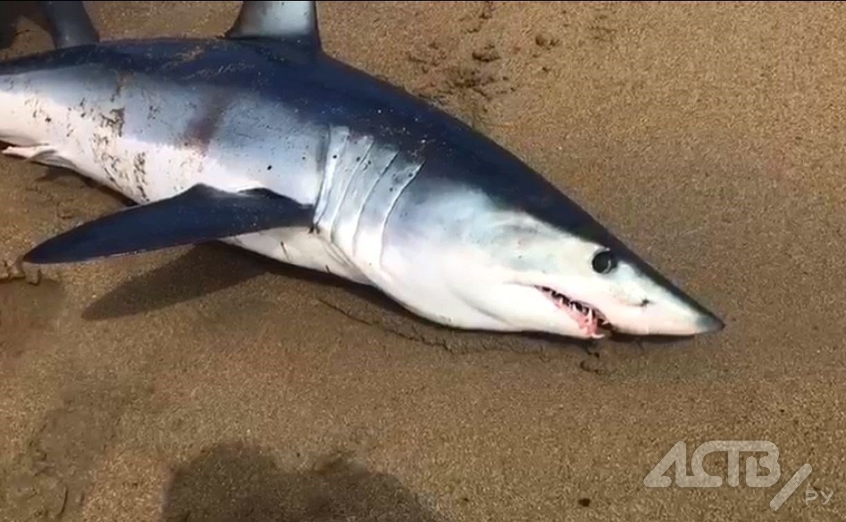 Сахалинка, которая участвовала в фотосессии с умирающей акулой, стала жертвой нападок в соцсетях