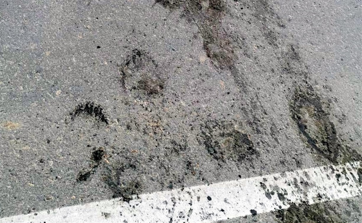 Медведи протоптали пешеходный переход через дорогу в районе Анивского пляжа
