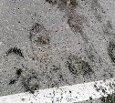 Медведи протоптали пешеходный переход через дорогу в районе Анивского пляжа