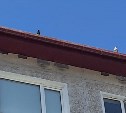 Рабочие замуровали птенцов на крыше дома в Южно-Сахалинске