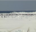 На разрушающийся припай в заливе Мордвинова сегодня вышли более тысячи сахалинцев