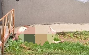 Общество