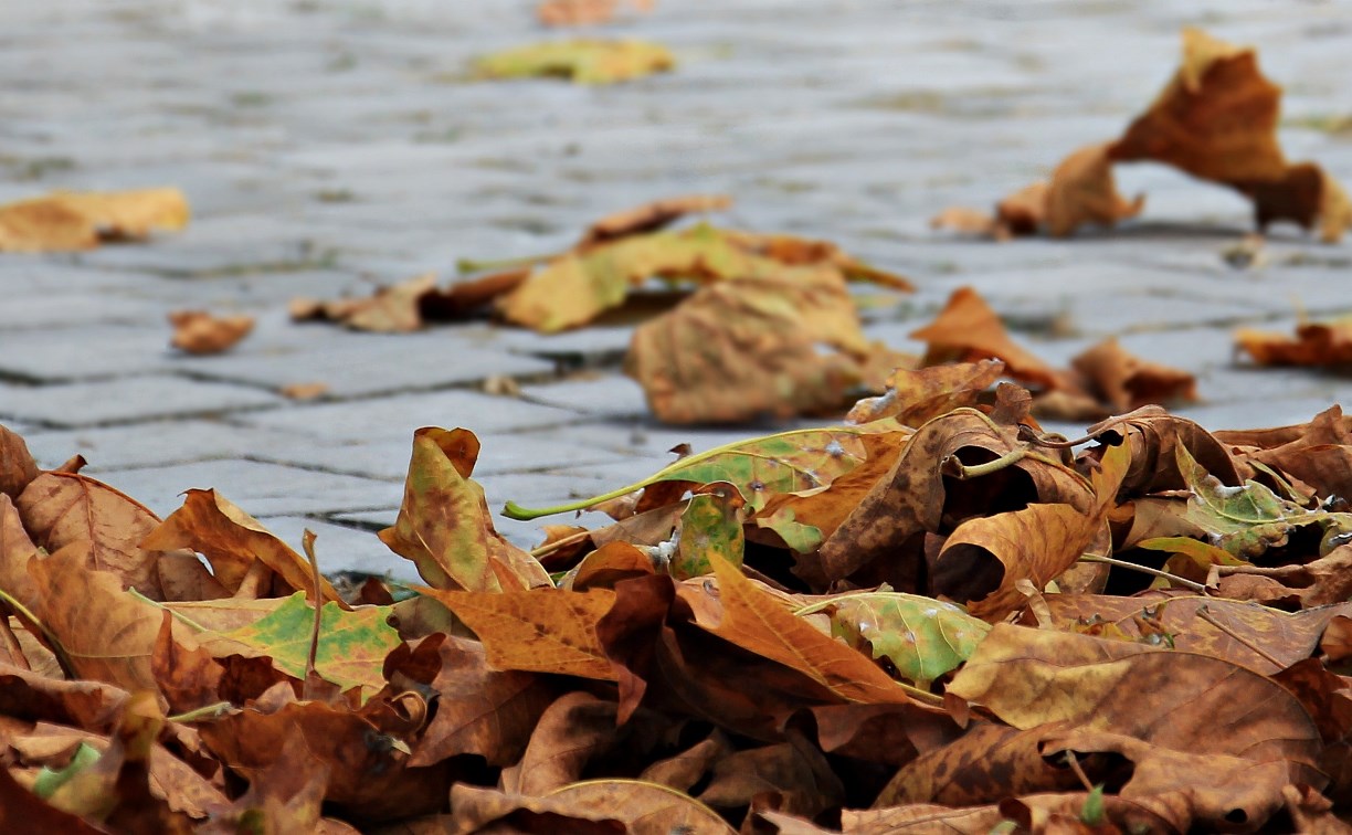 Ветер сменил направление: на юге Сахалина немного потеплеет