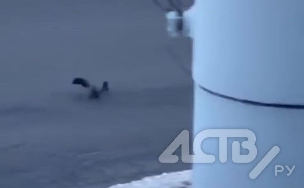 Энергичная белочка прибежала к южносахалинцам в понедельник утром