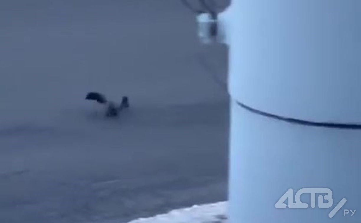 Энергичная белочка прибежала к южносахалинцам в понедельник утром