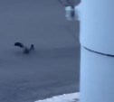 Энергичная белочка прибежала к южносахалинцам в понедельник утром