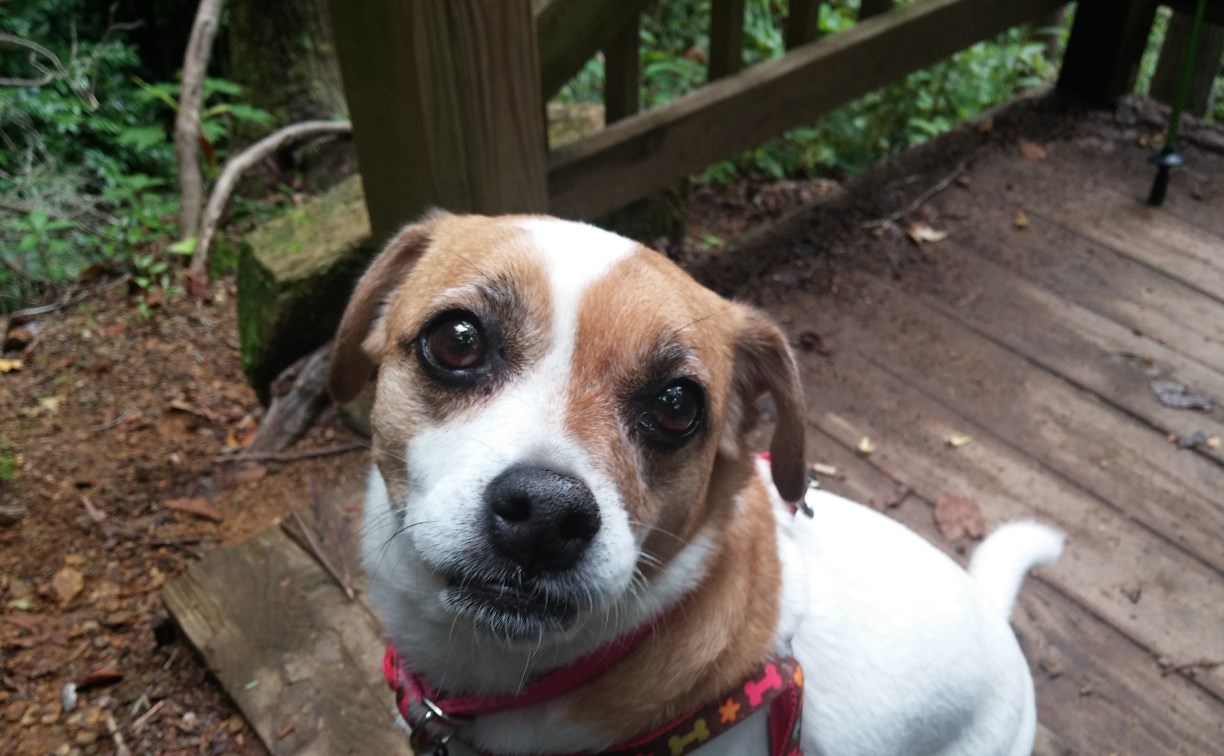 В новогодние праздники в России могут потеряться более 7000 домашних животных: как уберечь питомцев