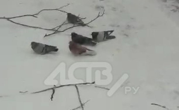 Метель на Сахалине парализовала голубей