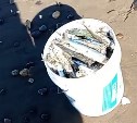 Ведро за полчаса: сахалинцы собирают селедку на берегу в Углегорском районе 