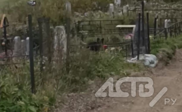 На Сахалине медведица привела детёныша на кладбище