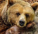 На корсаковской трассе автомобиль сбил медведя