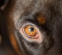 В еще одном регионе ДФО разрешили усыплять бездомных животных