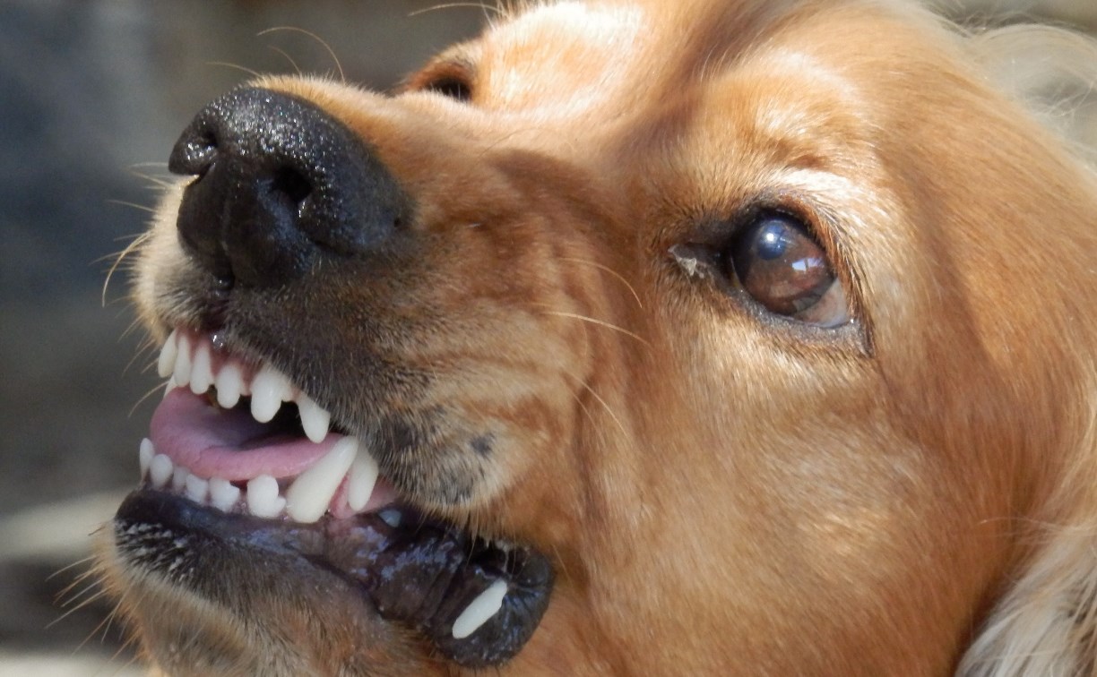 Штраф за собаку-кусаку в России вырастет до 200 тысяч рублей