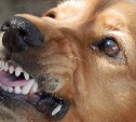 Штраф за собаку-кусаку в России вырастет до 200 тысяч рублей