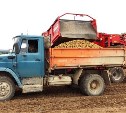 Урожай картофеля и свеклы на сахалинских полях в этом году оказался больше, чем в прошлом