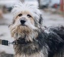 "Заматывает пасти скотчем, чтобы не лаяли": холмские зоозащитники пытаются забрать собак у жестокой женщины