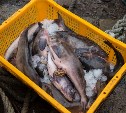 На Сахалине налаживают систему торговли свежей и охлажденной рыбой из шестимильной зоны 