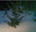 Десять деревьев незаконно срубил к новогодним праздникам житель Шахтерска 