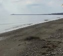 Тело мужчины обнаружили на берегу залива Терпения