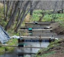Строительство рыбоводного лососевого завода завершается на реке Костроме в Холмском районе (ФОТО)